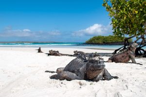 Tortuga-Bay-4.jpg